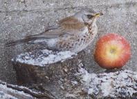 5 fev 2005 - La Grive Litorne. Observée dans le verger de la Queue en Brie, RN4. Merci au propriétaire pour son accord.